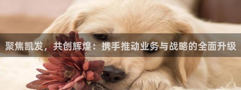 特斯拉今年会降价吗：聚焦凯发，共创辉煌：携手推动业务与战略的全面升级
